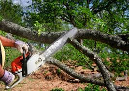 Best Utility Line Clearance  in Ferron, UT