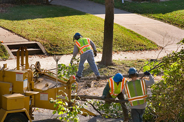 Best Arborist Consultation Services  in Ferron, UT