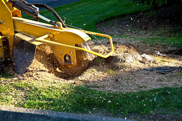 Best Palm Tree Trimming  in Ferron, UT