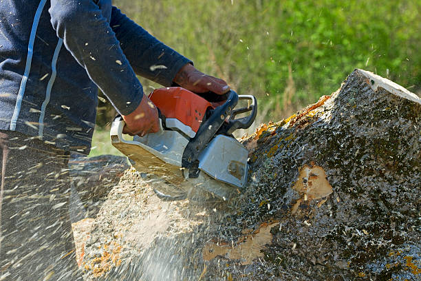 Best Tree Removal  in Ferron, UT